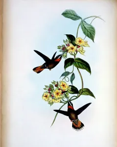 Philadelphia Prints: Fawn-Tailed Barbed-Throat (Threnetes Cervinicauda) by Gould