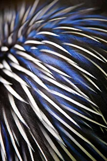 Samburu Prints: Feather design of Vulterurine Guinea fowl (Acryllium vulturinum)