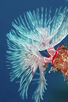 Pink Prints: Feather Duster Worm