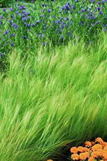 Gramineae Poaceae Family Prints: Feather grass in a garden