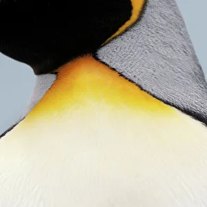 South Georgia Prints: Feather detail from neck region of King penguin (Aptenodytes patagonicus)
