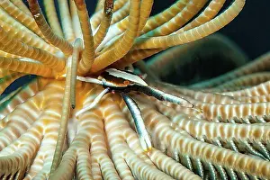 Australasia Prints: Feather Star (Comatulida) Jumping Shrimp (Allogalathea elegans) hides in Feather Star