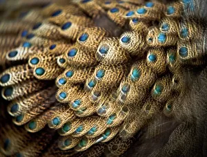 Pheasant Prints: Feathers of male Bornean Peacock-Pheasant (Polyplectron schleiermacheri) at Jurong Bird Park