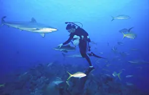 Feed Prints: Feeding fish