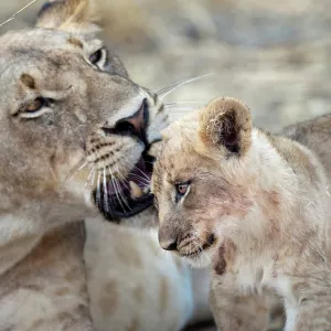 Female African lion (Panthera leo) with cub around 3 months of age
