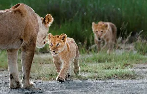 Female African lion (Panthera leo) greeting its cub at Big Marsh