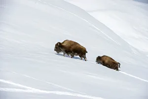 Yellow Stone Prints: A female American Bison (Bison bison) with calf pushing through deep snow in the Hayden Valley