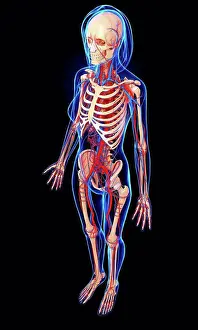 Heart Prints: Female anatomy, computer artwork