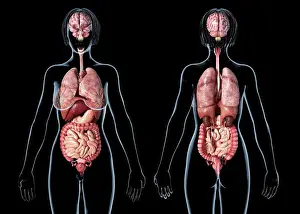 Human Representation Prints: Female anatomy of internal organs, rear and front views, on black background