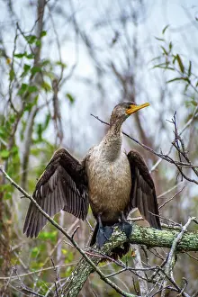 Parks Prints: A Female Anhinga in Everglades National Park, Florida