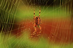 Spider Prints: Female Araneus diadematus Spider in Web in Mukilteo Washington