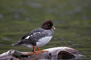 Wyoming Prints: Female Barrow's Goldeneye (Bucephala islandica)
