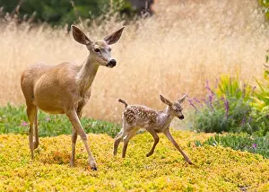 Deer Prints: Female Black-Tailed deer (Odocoileus hemionus columbianus) and its young walking in a field