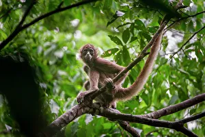 New World Prints: Female Brown Spider Monkey (Ateles hybridus) in forest canopy