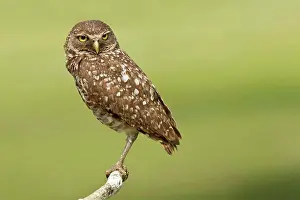 Feather Prints: Female burrowing owl (Athene Cunicularia) perching on branch