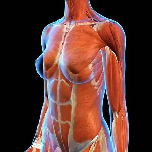 Limb Prints: Female Chest and Abdominal Muscles Anatomy in Blue X-Ray outline
