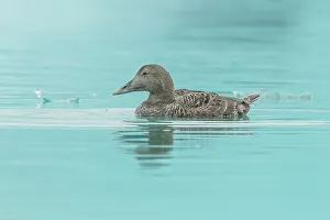 Female Common Eider duck (Somateria mollissima) swimming in glacial water