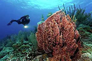 Scuba Diver Prints: Female diver with a lamp looking at a Barrel Sponge (Xestospongia muta) in a coral reef