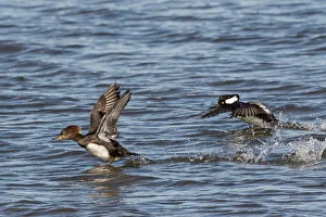 Taking Off Prints: A female (front) and male (back) hooded mergansers achieve a running start take-off