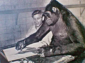Gorilla Prints: Female gorilla Sophie' painting a picture at Rotterdam Zoo in 1958