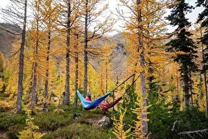 Trek Prints: Female hanging in a hammock in a forest of larches during the fall