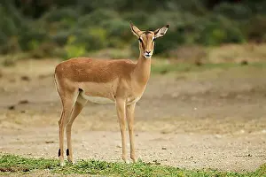 Antelope Prints: Female Impala (Aepyceros melampus) in the dessert, captive, distribution Africa