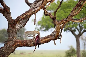 Wildebeest Prints: Female leopard (Panthera pardus) feeding on a wildebeest kill dragged into a tree