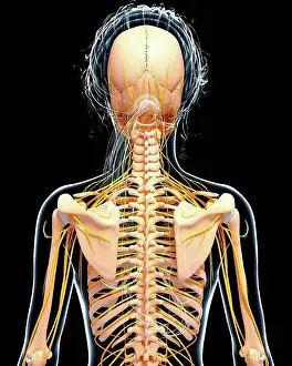 Human Representation Prints: Female nervous system, computer artwork