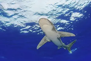 Extinction Prints: Female oceanic whitetip shark (Carcharhinus longimanus)