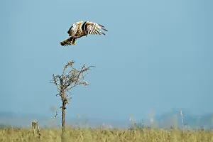 Tall Grass Prints: Female Pallid harrier (Circus macrourus) flying over long grass