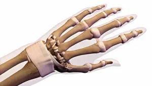 Limb Prints: Female palm and wrist, anterior view