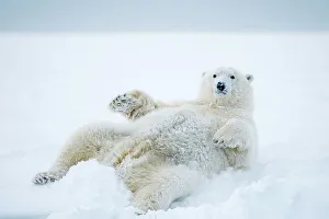 Female Animal Prints: Female Polar bear (Ursus maritimus) rolls around on newly formed pack ice