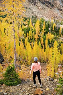 Trek Prints: Female posing in a forest of larches in the alpine lakes wilderness