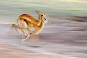 Antelope Prints: Female puku (Kobus vardonii) running on the banks of the Luangwa River