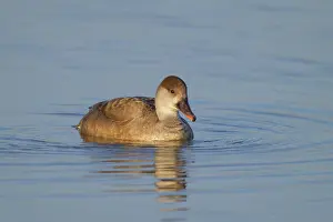 Chordate Prints: A female red crested Pochard swimming in the water