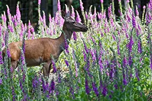 North Rhine Westphalia Prints: Female red deer (Cervus elaphus) running through a meadow with Common foxglove (Digitalis purpurea)
