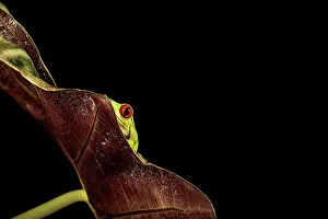 Frog Prints: Female Red-Eyed Tree frog (Agalychnis callidryas) isolated on black background