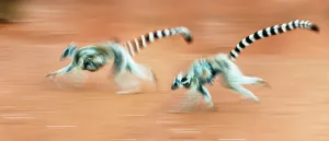 Digital Enhancement Prints: Female Ring-Tailed lemurs (Lemur catta) carrying infants when running across open ground