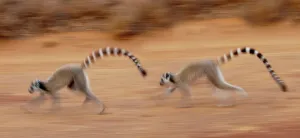 Digital Enhancement Prints: Female Ring-Tailed lemurs (Lemur catta) running in a field