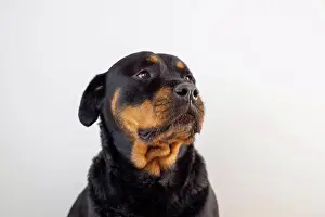 Smart Prints: A female rottweiler breed dog posing on a white background