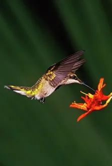 Pollination Prints: Female Ruby-Throated Hummingbird (Archilochus colubris) feeding on flower nectar