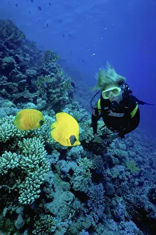 Marine Prints: Female scuba diver and marine life, Red Sea