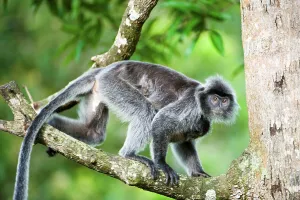 Island Of Borneo Prints: Female Silvered langur (Presbytis cristata) carrying its young