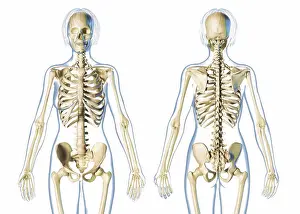 Three Dimensional Prints: Female skeletal system front and rear views, on white background