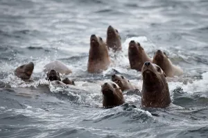 Sea Lion Prints: Female Steller Sea lions (Eumetopias jubatus) swimming in the sea