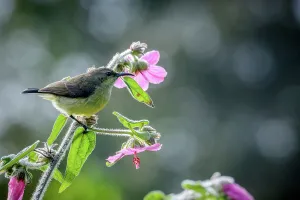 Peaceful Scene Prints: Female Tacazze sunbird (Nectarinia tacazze) perched on a hibiscus sp