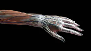 Medical Prints: Female thumb, fingers and wrist anatomy