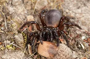 Front Views Prints: Female of trapdoor spider (Cteniza sauvagesi) in habitat, front view, Corsica, France