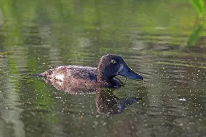 Ducks Prints: Female Tufted Duck