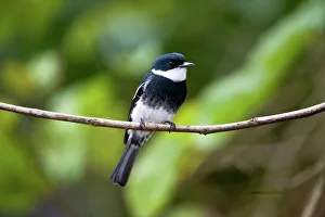 Songbird Prints: Female Ward's flycatcher (Pseudobias wardi) perching on a branch